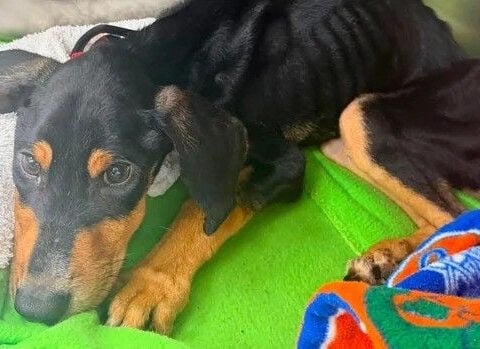 Florida man accused of starving puppy to death after hiding her in locked garage, sheriff says