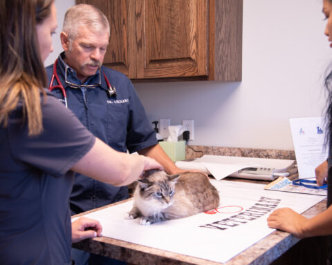What to know about protecting pets from the New World screwworm fly
