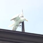 Seagull dies after getting stuck on the roof of Portland's Victoria Mansion