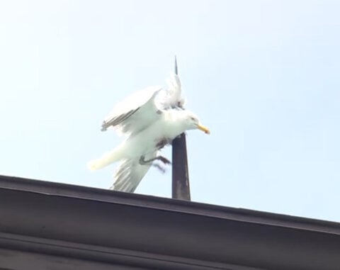 Seagull dies after getting stuck on the roof of Portland's Victoria Mansion