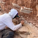 Fossils of an ancient sea creature are the oldest evidence of right-handedness