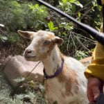 The GOAT: Hooved friend provides moral support to firefighters in Colorado