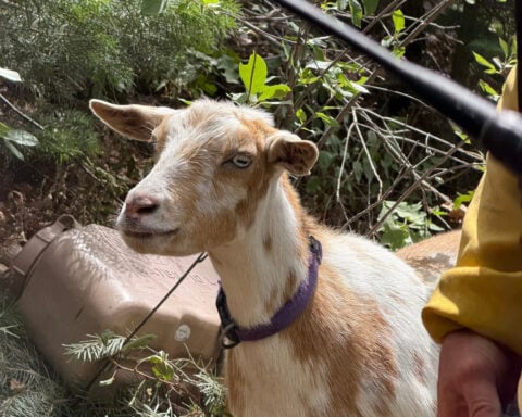 The GOAT: Hooved friend provides moral support to firefighters in Colorado