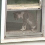 Several cats, kittens rescued from York County hoarding situation