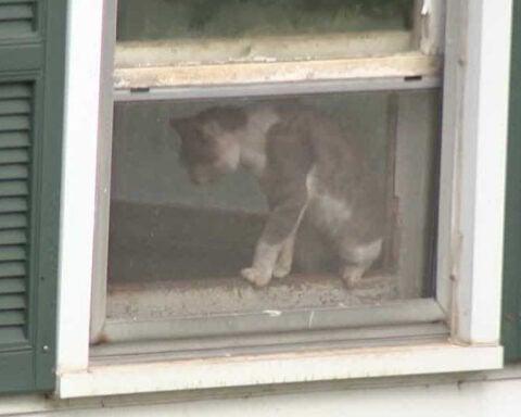 Several cats, kittens rescued from York County hoarding situation
