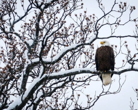 Trump administration rule weakens protections for threatened species