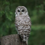 Trump administration opens endangered species’ habitats to development, reversing 50 years of environmental law
