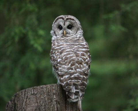Trump administration opens endangered species’ habitats to development, reversing 50 years of environmental law