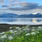 To the GOP, he's a sham candidate. At home, he’s Mr. Sullivan, ex-teacher and Alaska Senate hopeful