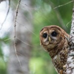 How redefining one word strips the Endangered Species Act’s ability to protect vital habitat