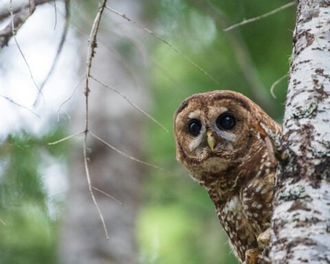 How redefining one word strips the Endangered Species Act’s ability to protect vital habitat