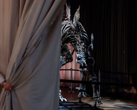 A chance encounter led to one of the largest T. rexes ever found. Now, it could be ‘lost to science’