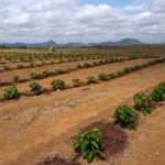 Brazil coffee faces El Niño headwinds, but crops more resilient