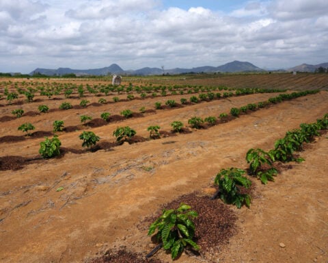 Brazil coffee faces El Niño headwinds, but crops more resilient
