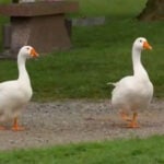 Cemetery creates special grave marker for beloved goose