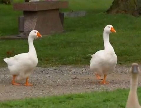Cemetery creates special grave marker for beloved goose
