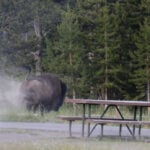 Grandfather recovering from surgery after bison attack at Yellowstone sent him flying