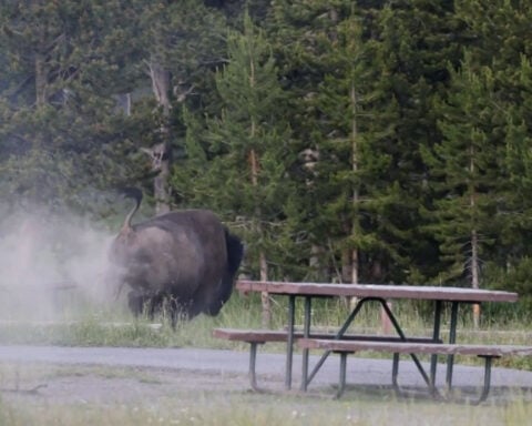 Grandfather recovering from surgery after bison attack at Yellowstone sent him flying