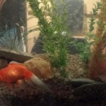 Argentina court recognizes two goldfish as sentient beings with rights