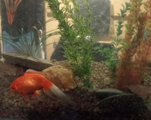 Argentina court recognizes two goldfish as sentient beings with rights
