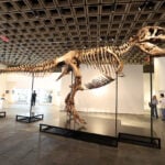 Rare T. rex fossil sells for record $50.1 million at auction