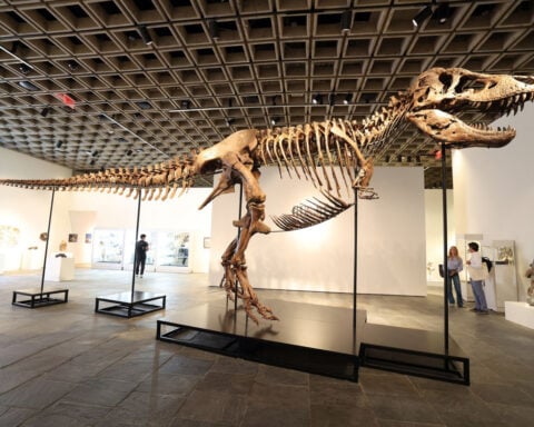 Rare T. rex fossil sells for record $50.1 million at auction