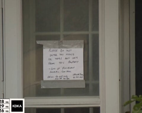 At least 30 cats rescued from Pittsburgh home that smelled like "ammonia and death"