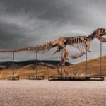 Mystery winner buys T-rex nicknamed 'Gus' for a record $50 million at auction