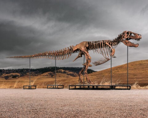 Mystery bidder buys T. rex nicknamed 'Gus' for a record $50 million