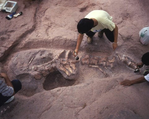 What science loses when ‘T. rex’ becomes a trophy