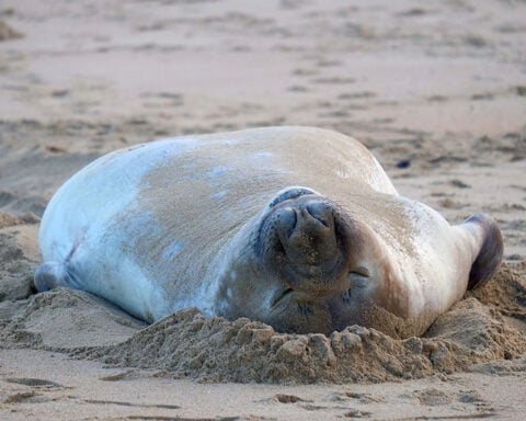 This chaotic 2,000-pound seal has returned to sea – but leaves behind a conundrum