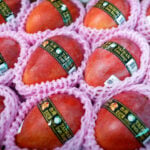 Taiwan's premium mangoes wing their way to Europe for the first time