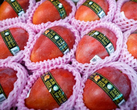 Taiwan's premium mangoes wing their way to Europe for the first time