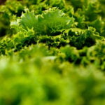 Has explosive diarrhea killed salad?