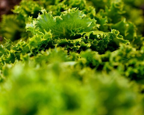 Has explosive diarrhea killed salad?