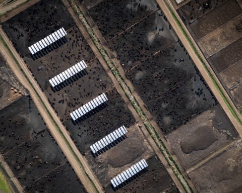 Heavier cattle, more markets: Argentine ranchers target beef exports 