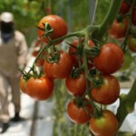 A perfect storm of factors is driving up US produce prices, but shoppers can still save