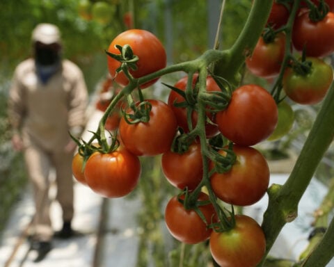 A perfect storm of factors is driving up US produce prices, but shoppers can still save