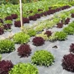 Oklahoma cyclosporiasis cases spark fear over fresh produce, and local farms answer with food safety