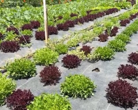 Oklahoma cyclosporiasis cases spark fear over fresh produce, and local farms answer with food safety