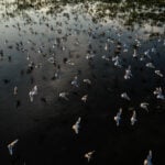 Hungary channels water to protect UNESCO bird haven amid drought