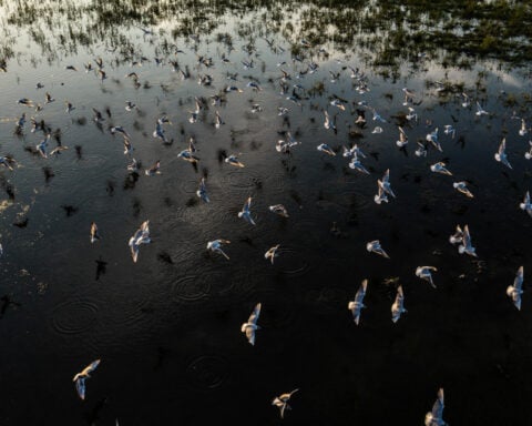 Hungary channels water to protect UNESCO bird haven amid drought