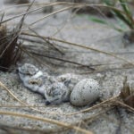 Why Trump’s move to gut the Endangered Species Act won’t hold up in court