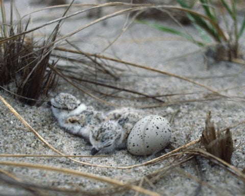 Why Trump’s move to gut the Endangered Species Act likely won’t hold up in court