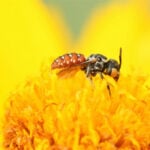 Bees of many species contain tiny magnetic particles – suggesting they may have an innate magnetic compass for navigation
