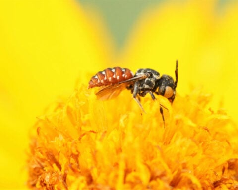 Bees of many species contain tiny magnetic particles – suggesting they may have an innate magnetic compass for navigation