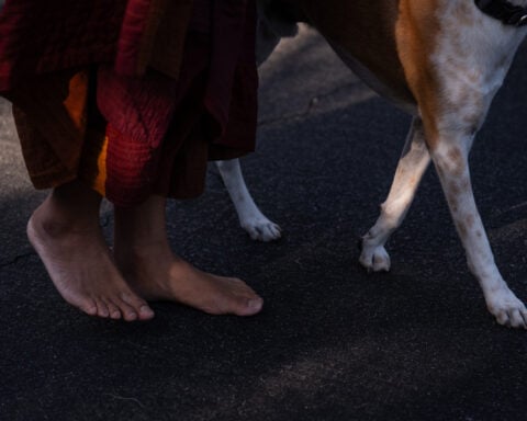 How a 2,300-mile Walk for Peace thrust a Texas monk and his rescue dog into the spotlight