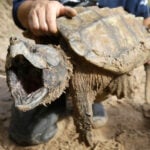 US cancels automatic protections for imperiled animals as critics warn of extinctions