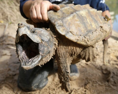 US cancels automatic protections for imperiled animals as critics warn of extinctions