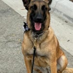 Soccer-World Cup working dogs sniff out threats, send security signal